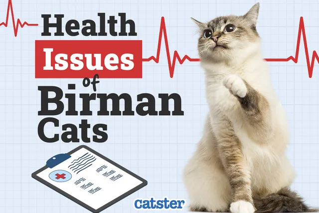 Birman Cat Health Problems: 14 Common Issues
