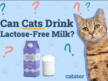 Can Cats Drink Lactose-Free Milk? Vet-Verified Nutrition Facts