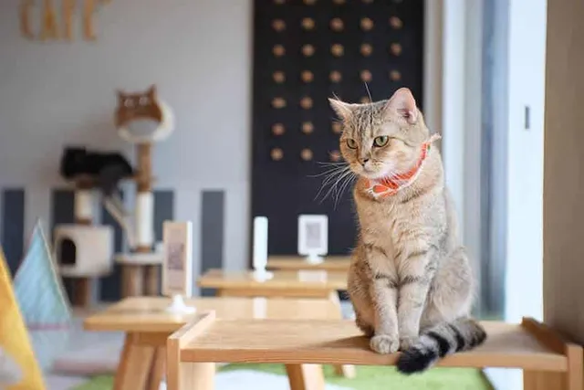 When Did Cat Cafés Become Popular? History & How They Work