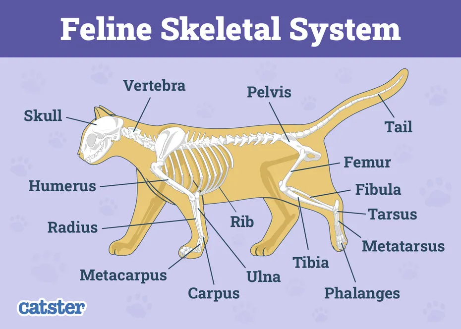 Cat Skeletal System