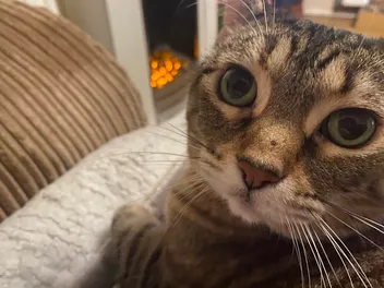 Cats, Humans, & Mental Health: Dr. Lauren's Thoughts on Well-Being & Reciprocity