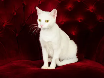 Russian White Cat Breed: Info, Pictures, Temperament & Traits
