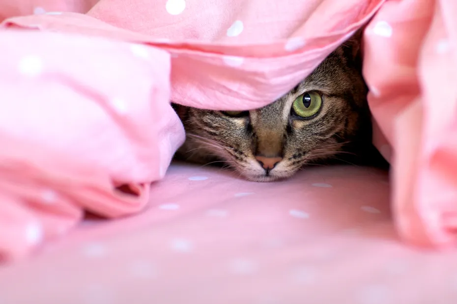Cat hidden under the sheets of a bed