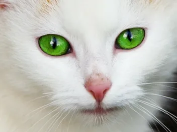 Cat Eyes: Vet-Reviewed Genetics, Color Changes & FAQ