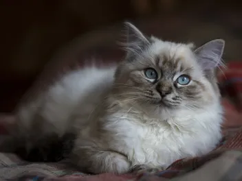 20 Cool Cat Breeds: Top Choices for Your Home (With Info & Pictures)