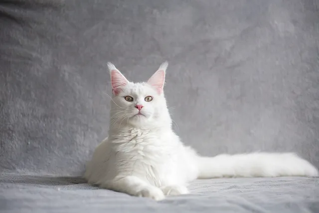 Can a Maine Coon Have Short Hair? Vet-Reviewed Breed Facts & Care Tips