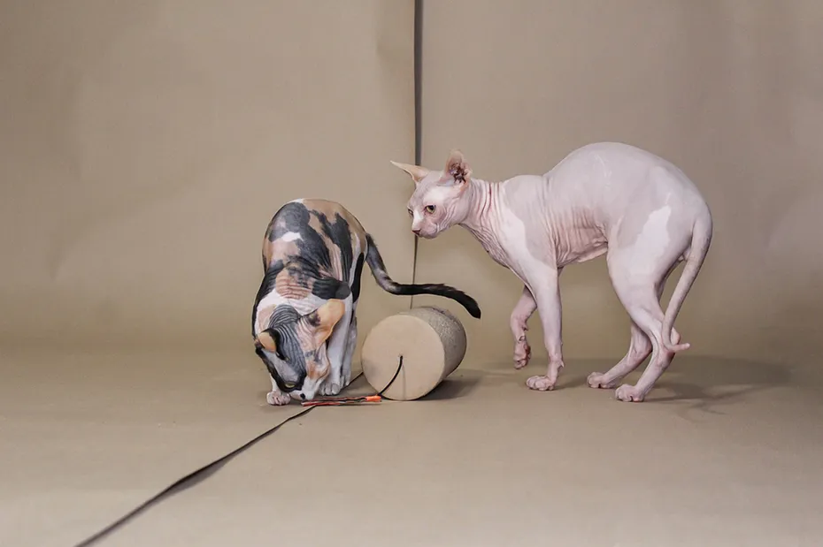 two sphynx cats playing