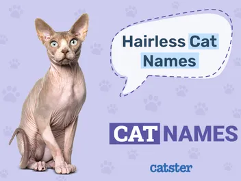 500+ Hairless Cat Names: Great Ideas for Your Unusual Cat