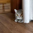How to Tell if a Cat Is Scared (4 Vet-Reviewed Signs to Look For)