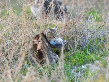 Could a Tiny Australian Marsupial Be the Key to Controlling Feral Cats?
