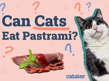 Can Cats Eat Pastrami? Health Advice & Alternatives