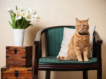 Why Does My Cat Sit In My Chair? 5 Vet-Approved Likely Reasons & Prevention Ideas