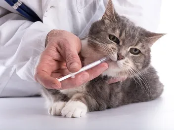 9 Best Medication for Cat Allergies (2026) - Reviews & Top Picks