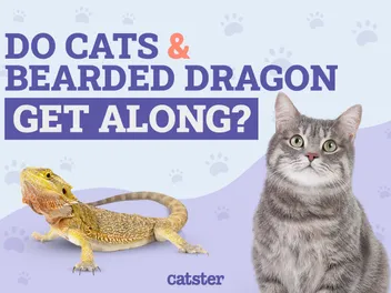 Do Cats & Bearded Dragons Get Along? Vet-Verified Facts, Risks & Safety