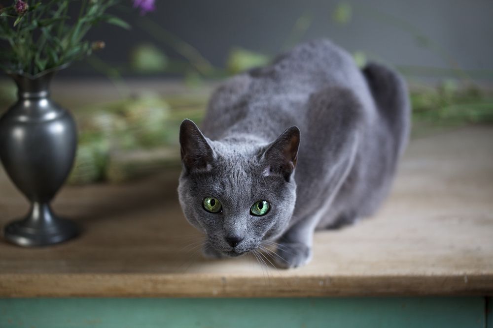 Flowers-and-Russian-Blue-Cat