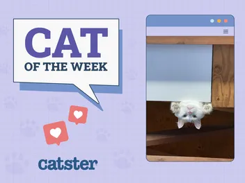 Catster Photo Contest: Cats of the Week Winners (Mar 6, 2025)