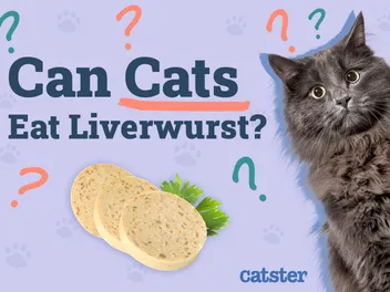 Can Cats Eat Liverwurst? Our Vet Answers & Explains