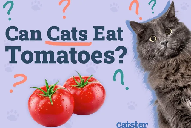 Can Cats Eat Tomatoes? Vet-Approved Nutritional Science & Info