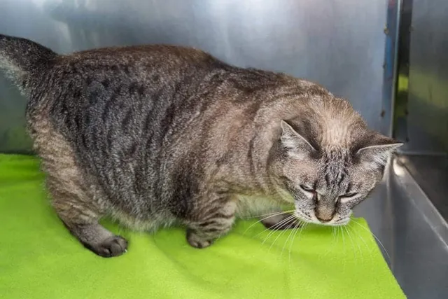 How Do I Help My Cat With Arthritis? 10 Vet-Approved Home Care Tips
