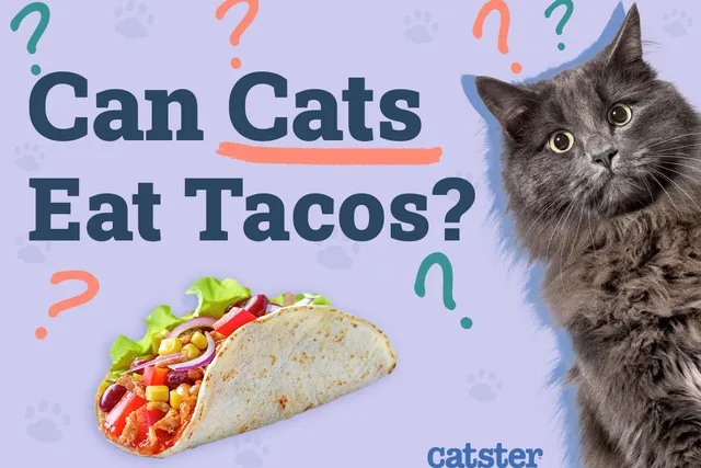 Can Cats Eat Tacos? Vet-Verified Facts & FAQ