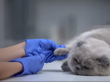 How to Treat a Cat's Broken Nail: Vet-Approved Care Tips & FAQ
