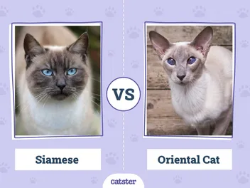 Siamese Cat vs. Oriental Shorthair Cat: Vet-Verified Key Differences (With Pictures)