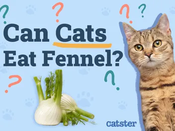 Can Cats Eat Fennel? Vet-Reviewed Facts & FAQ