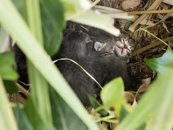 8 Tips for Finding a Lost Litter of Kittens (Vet-Approved Advice)