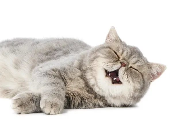 Why Do Cats Drool When They Purr? 8 Possible Reasons