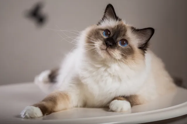 Birman Cat Breed: Info, Pictures, Characteristics & More