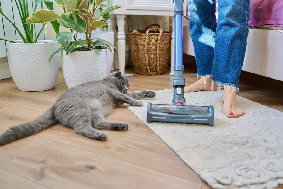 Cleaning house with vacuum cleaner, female with pet cat