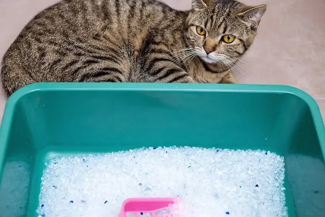 Crystal Cat Litter: Vet-Verified Overview, Pros, Cons & Alternatives