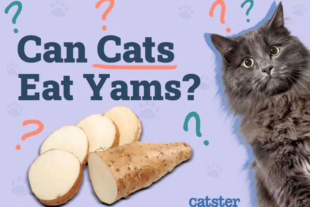 Can Cats Eat Yams? Vet-Approved Nutrition Facts