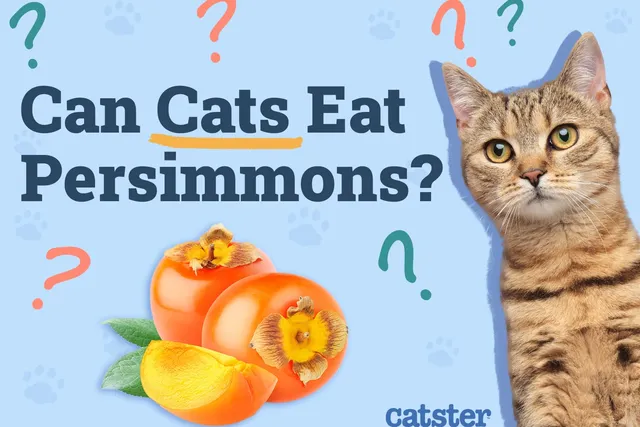 Can Cats Eat Persimmons? Vet-Approved Advice & Benefits