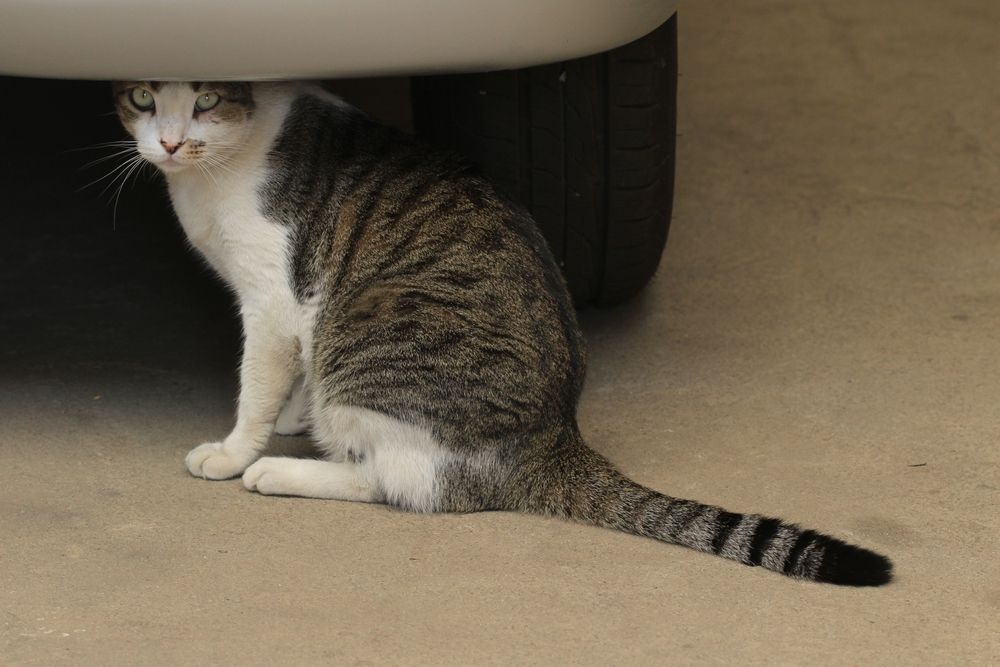 cat garage under car