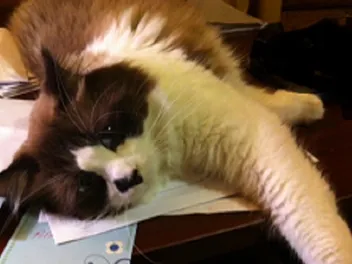 Why Are Cats Drawn to Clutter?