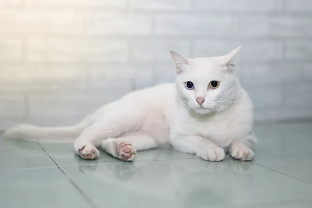 How Much Does a Khao Manee Cat Cost in 2026? Updated Price Guide