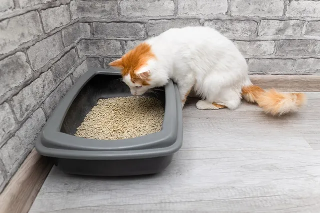Why Can't My Cat Pee? 6 Possible Reasons (Vet Answer)