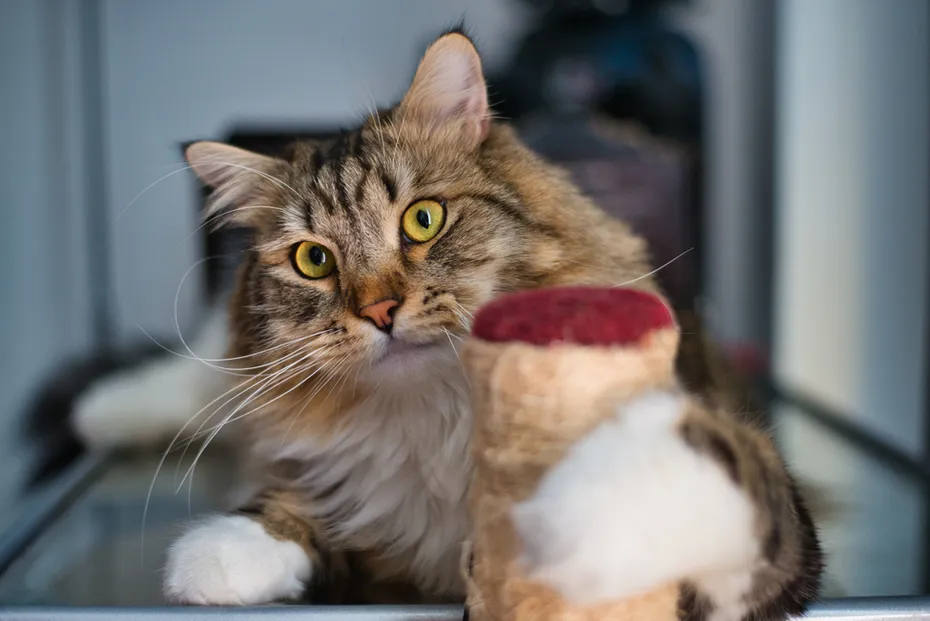 Fluffy-Tabby-Siberian-Cat-Green-Eyes