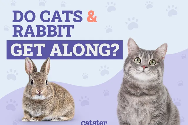Do Cats & Rabbits Get Along? Our Vet Explains the Risks & Options