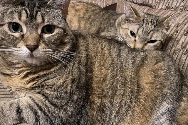 Surgical Admit Appointments & Day-Of Electives: A Cat Owner's Manual