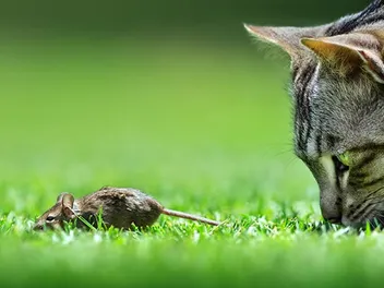 Can Cats and Rats Be Friends? Our Vet Answers & Explains