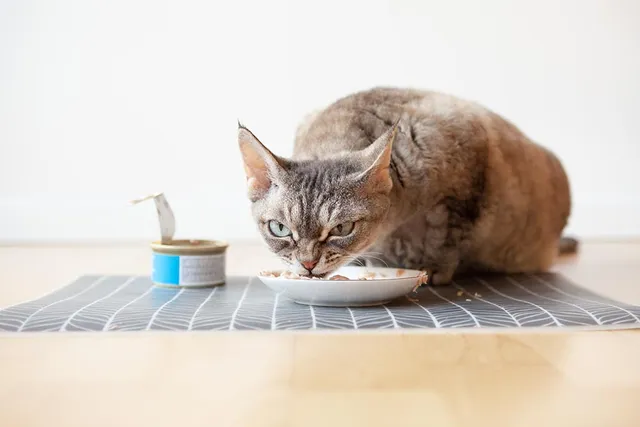 Do Cats Need Wet Food? Vet-Reviewed Benefits, Facts & FAQ