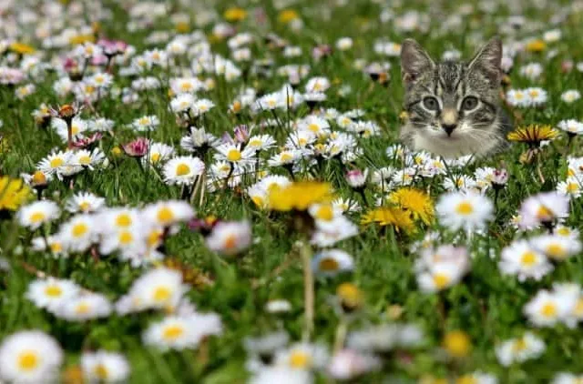 10 Vet-Verified Ways to Keep Cats Out of Flowerbeds: Easy & Expert Tips