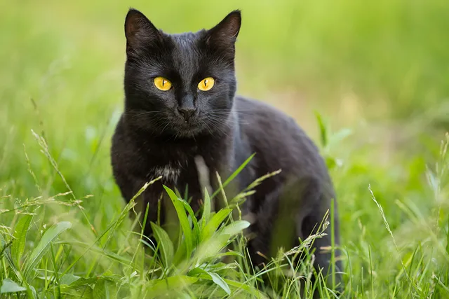 Bombay Cat Breed: Info, Pictures, Temperament & Traits