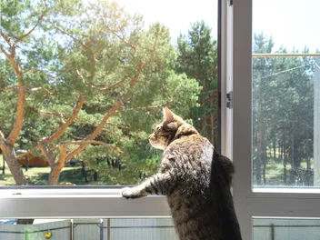 An Outdoor Cat Is Upsetting My Indoor Cat, What Do I Do? Vet Approved Advice