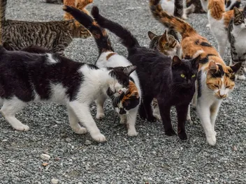 Caring For Feral Cats: Should You Do It? Vet-Approved Advice