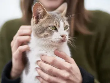 What Is a Cat Massage Therapist? Vet-Reviewed Facts, Procedures & Tips to Become One