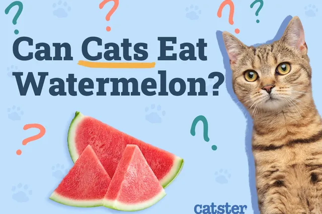 Can Cats Eat Watermelon? Vet Approved Nutrition Facts & FAQ