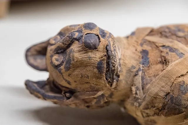 Cat Mummies: History, Facts & Where They Are Now